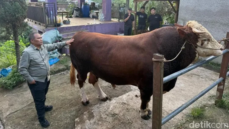 Sapi kurban